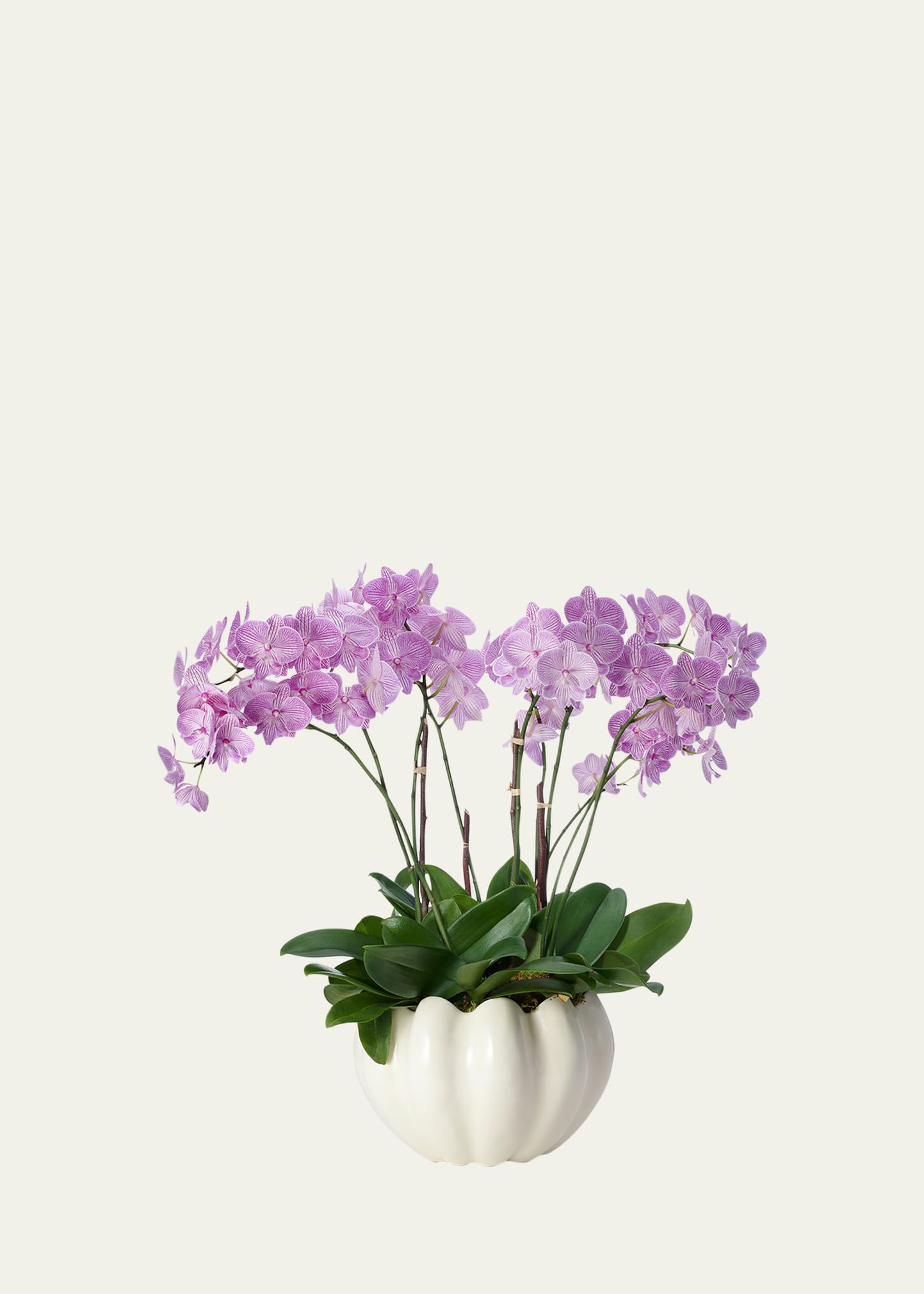 Aerin Mirabelle Cachepot In Cream