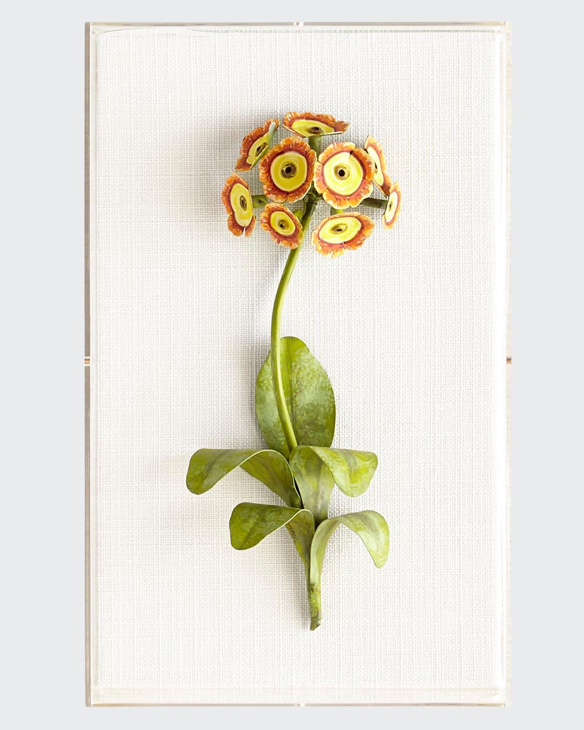Tommy Mitchell Original Painted Auricula Study
