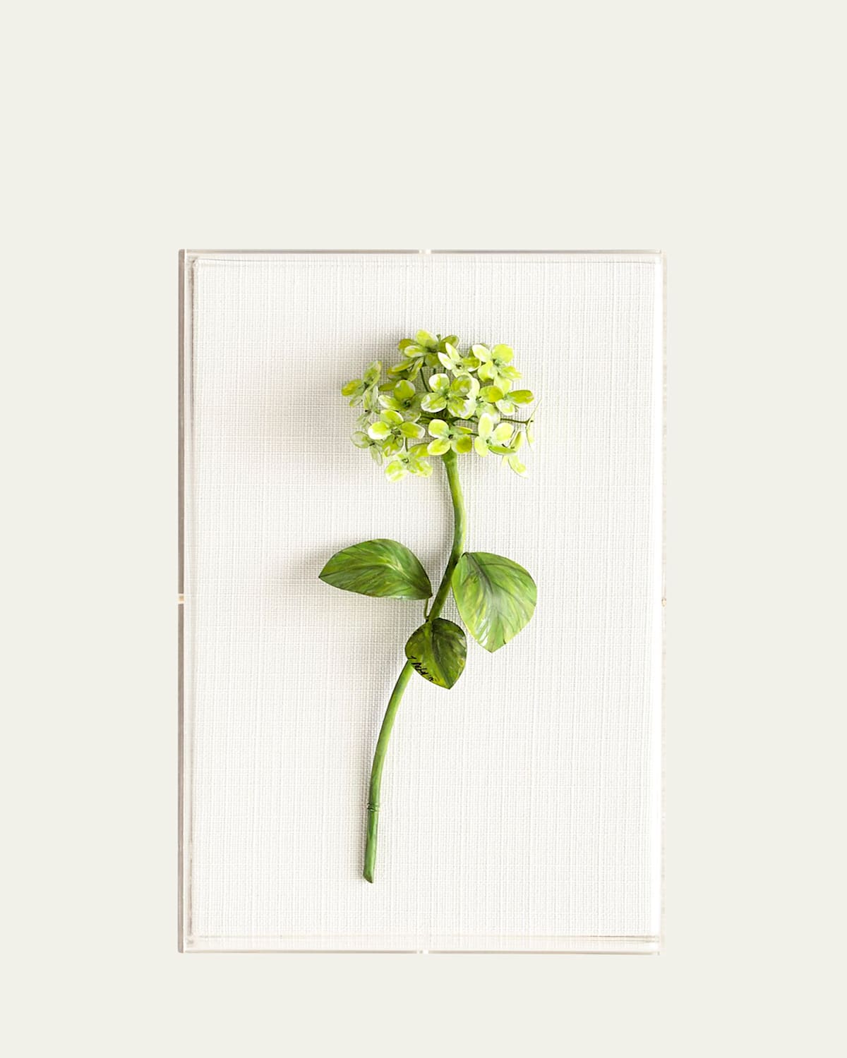 Tommy Mitchell Original Painted Hydrangea Study In Green