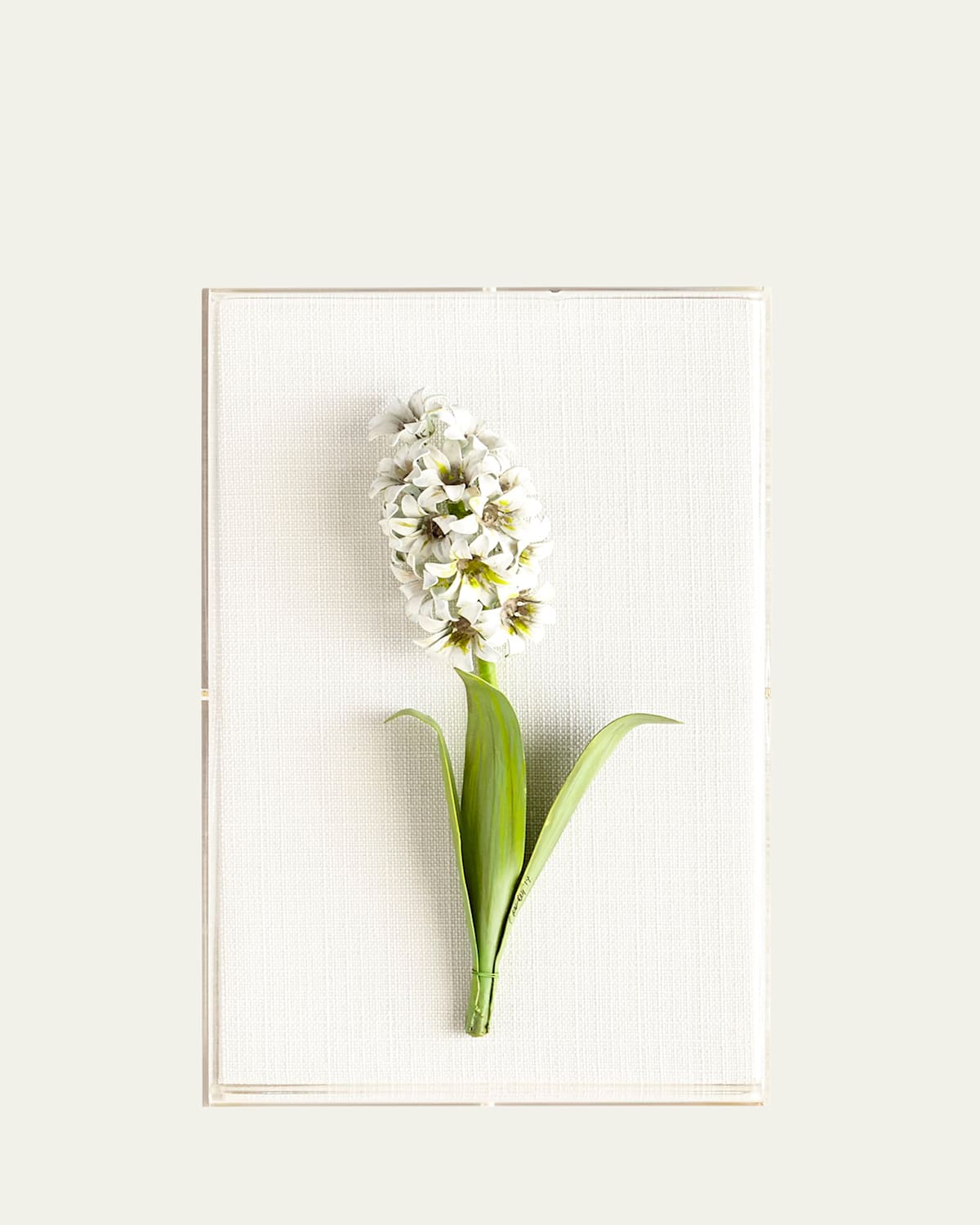 Tommy Mitchell Original Painted Hyacinth Study In White