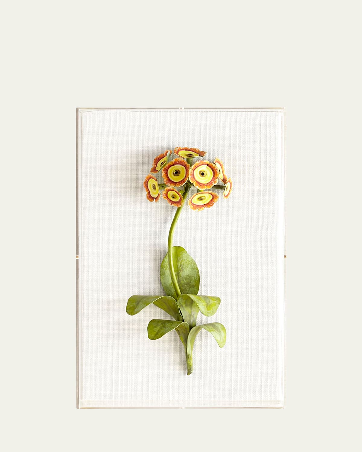 Tommy Mitchell Original Painted Auricula Study | Thumbnail 1