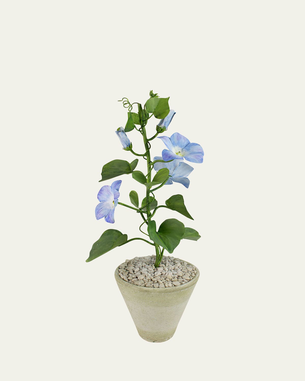 Tommy Mitchell Morning Glory September Birth Flower In White Terracotta Pot In Blue