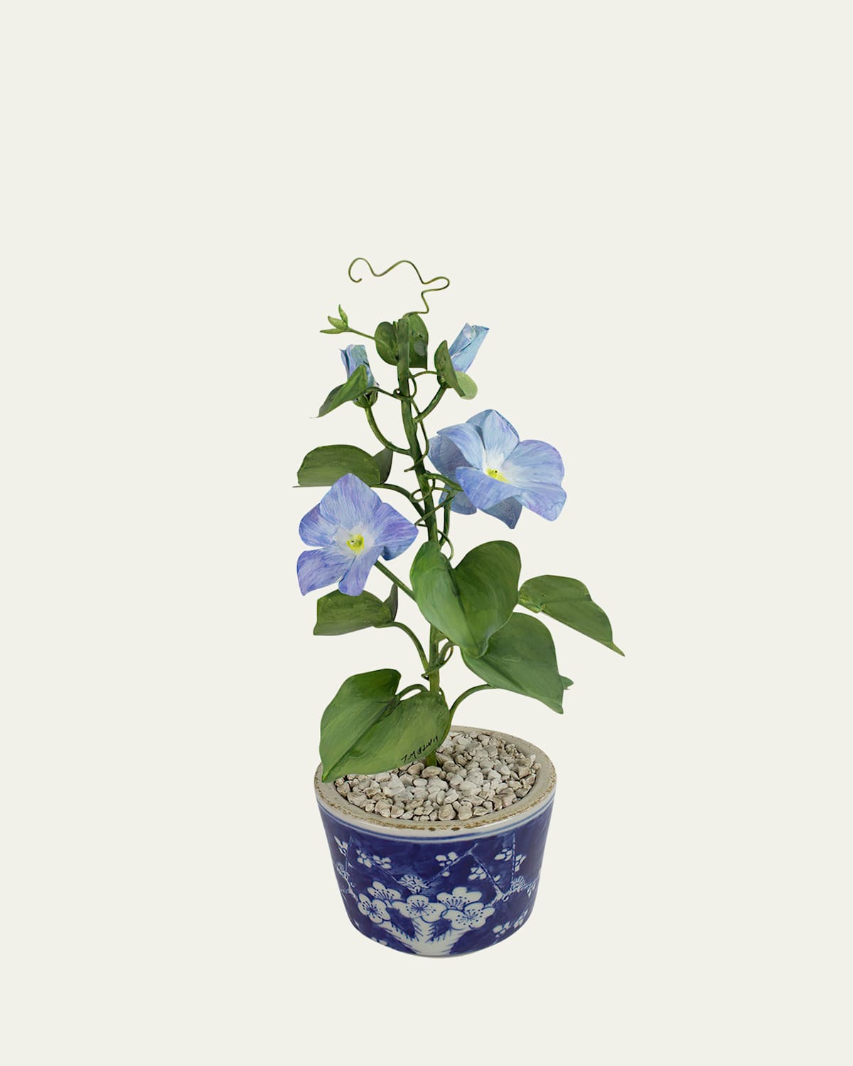 Tommy Mitchell Morning Glory September Birth Flower In Ceramic Pot In Blue