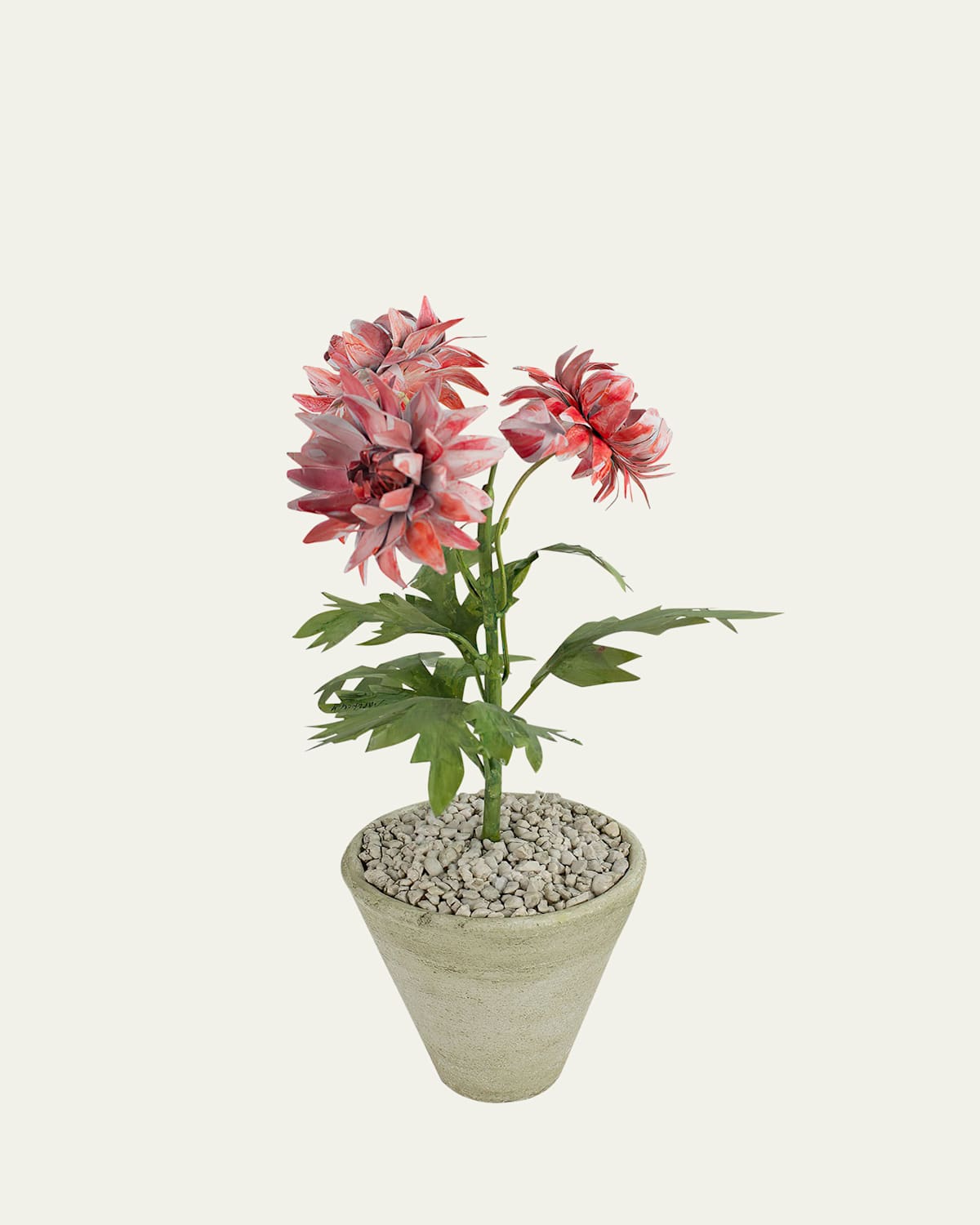 Tommy Mitchell Crysanthemum November Birth Flower In White Terracotta Pot In Pink