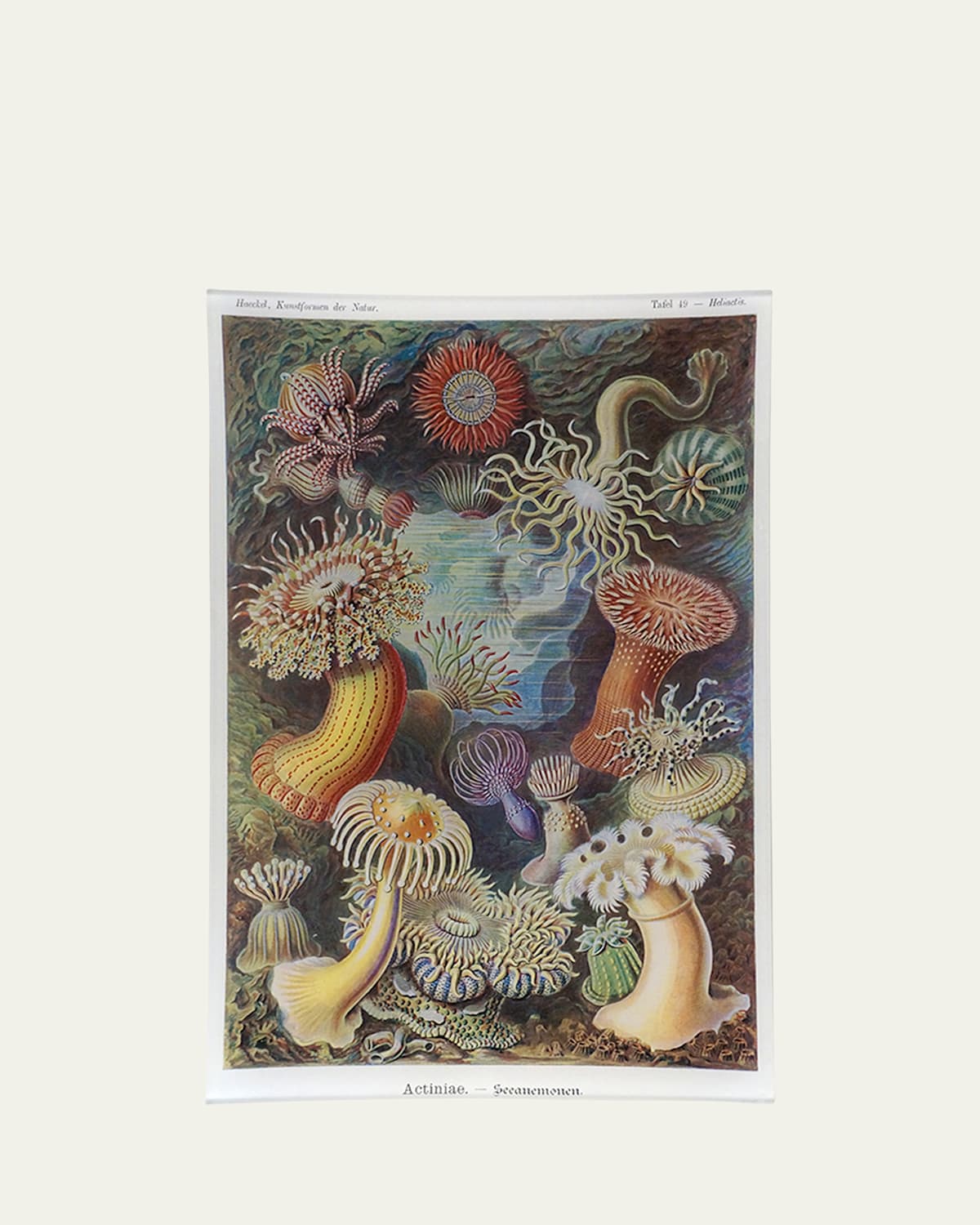 John Derian Sea Anemones Rectangular Tray In Multi