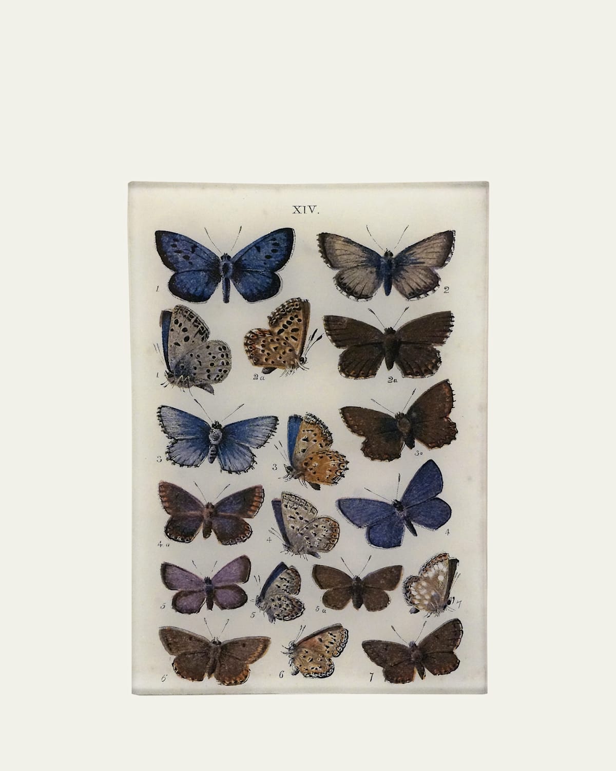 John Derian Butterflies XIV Cell Phone Tray, 5" x 8"