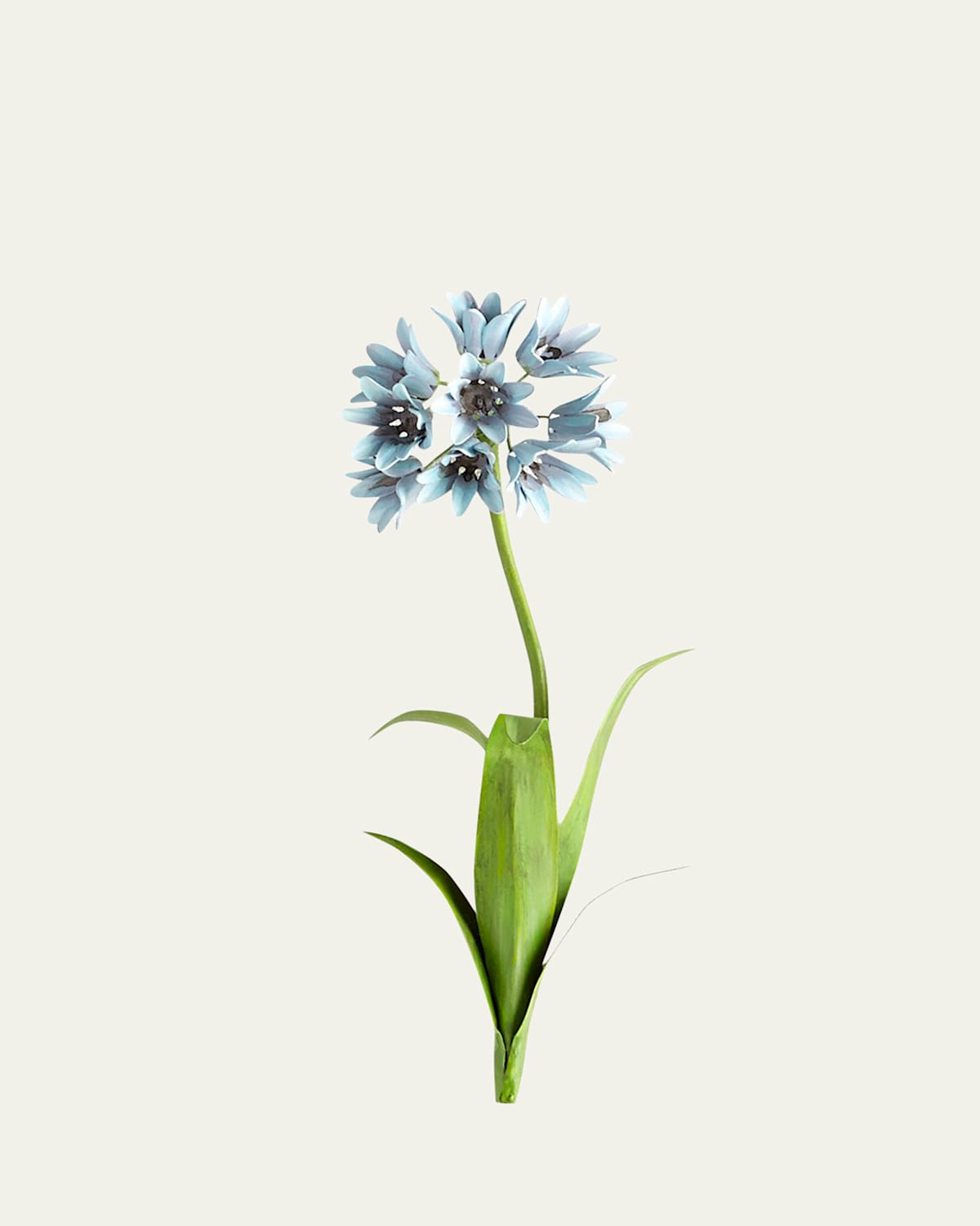 Tommy Mitchell Original Painted Agapanthus Study In Blue