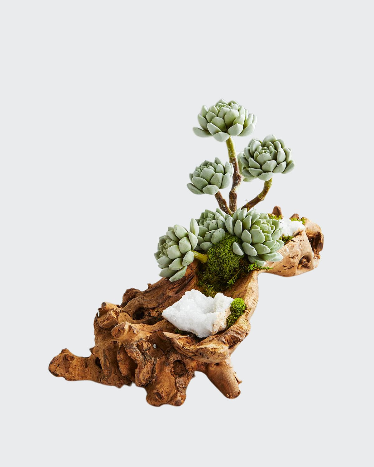 T & C Floral Company Baby Log Filled with Sedum | Thumbnail 3