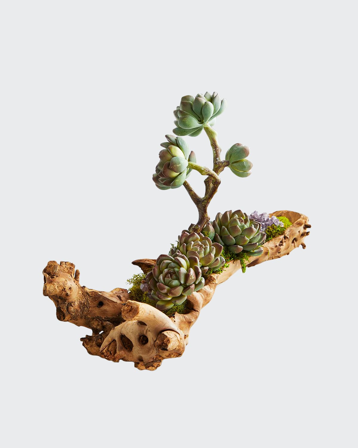 T & C Floral Company Baby Log Filled with Sedum | Thumbnail 3