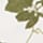 WHITEGREEN