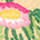 NATURALE MULTICOLOR