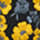 BLACK/YELLOW