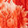 TROUBRIDGE FLORAL VERMILLION