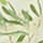 OLIVE TREE-BUTTER