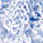 WHITE/DK CERULE