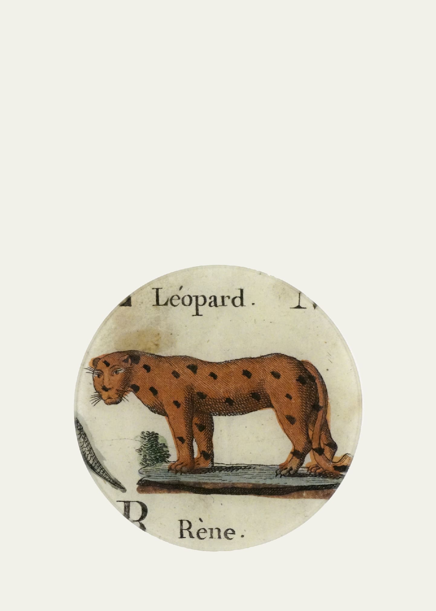 John Derian Leopard Histoire Naturelle Par Alphabet Decorative