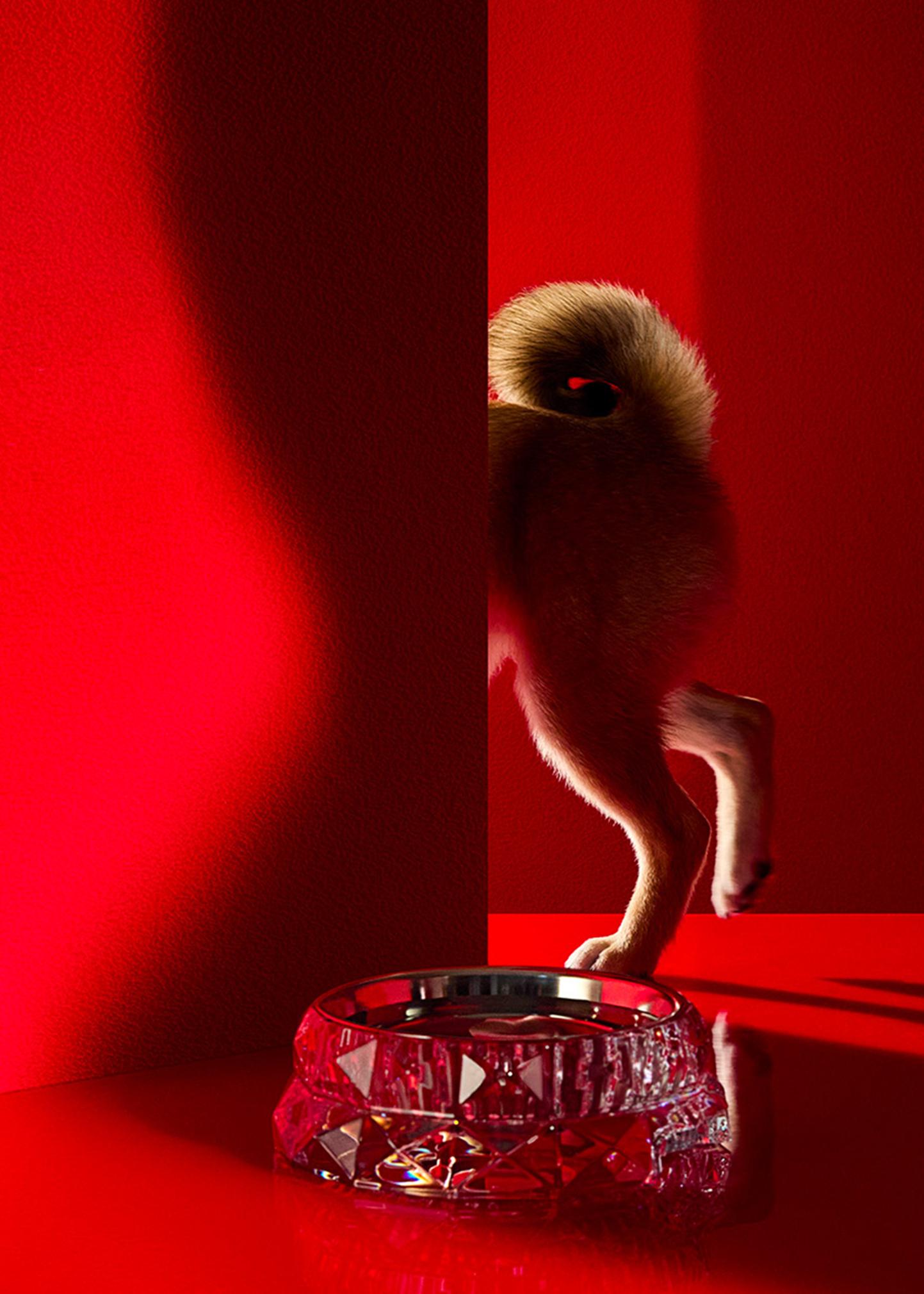 Baccarat Louxor Crystal Pet Bowl, Large - Bergdorf Goodman