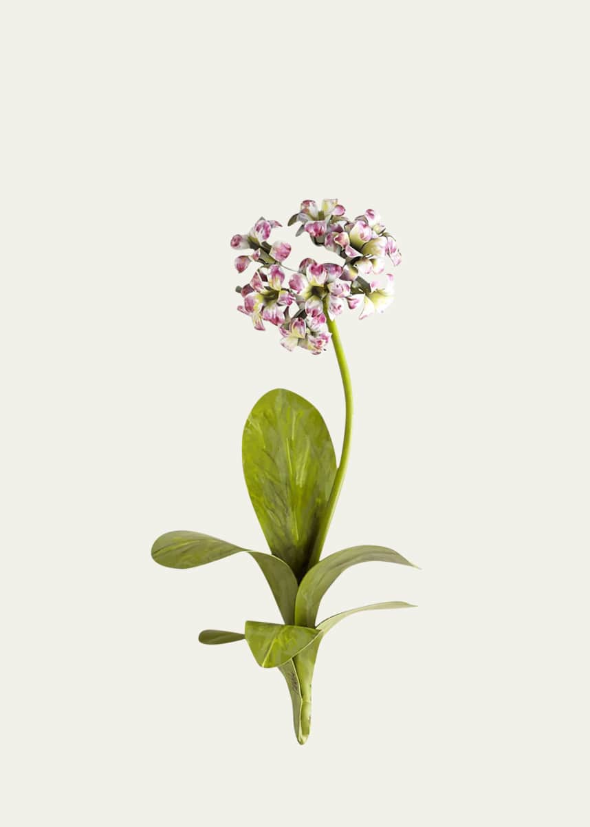 Tommy Mitchell Original Painted Primula Study