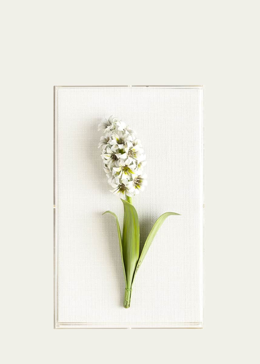Tommy Mitchell Original Painted Hyacinth Study