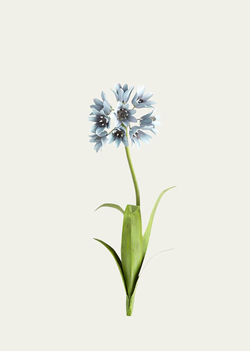 Tommy Mitchell Original Painted Agapanthus Study