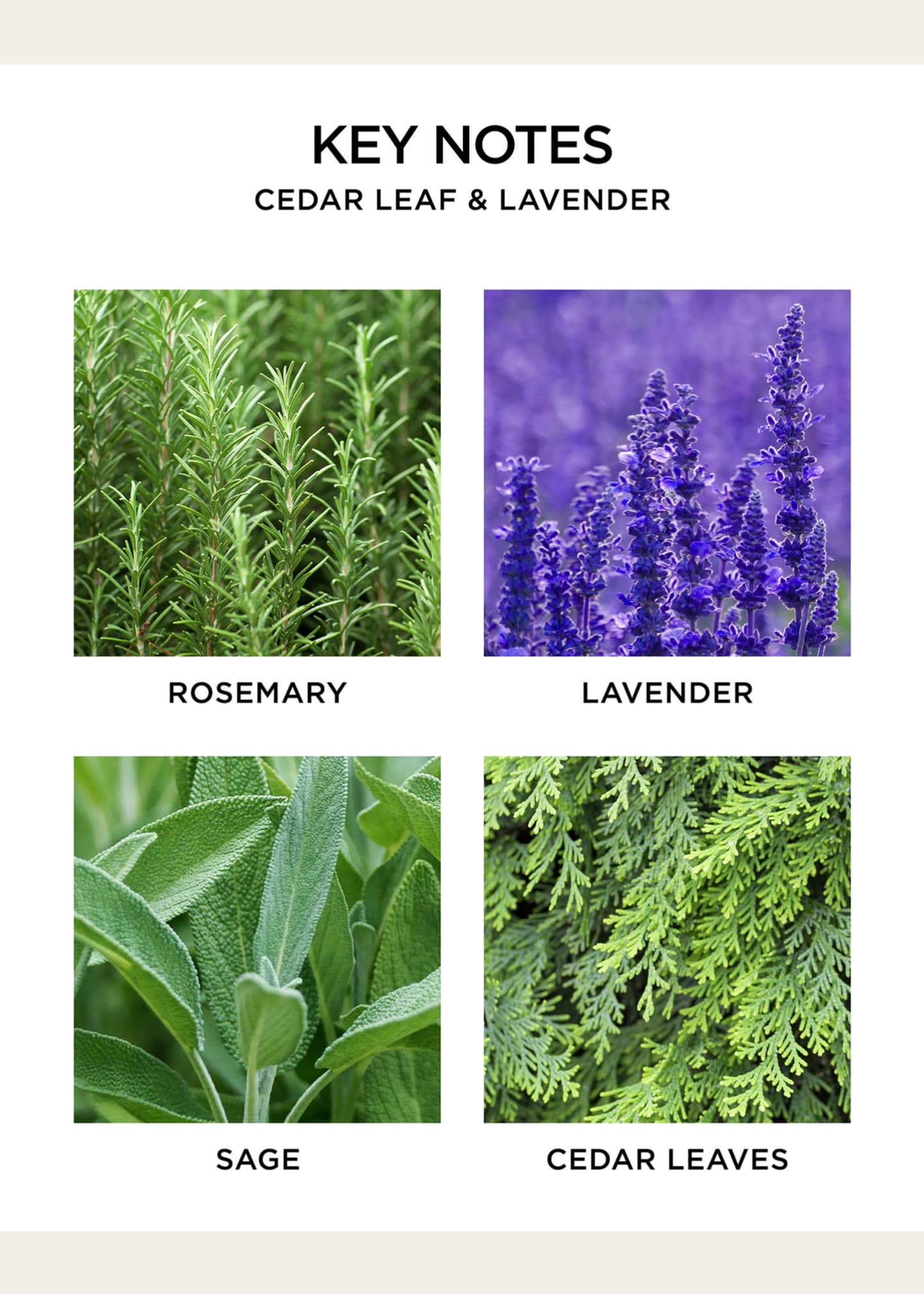 NEST New York Cedar Leaf & Lavender Classic Candle, 8.1 oz. Image 5 of 5
