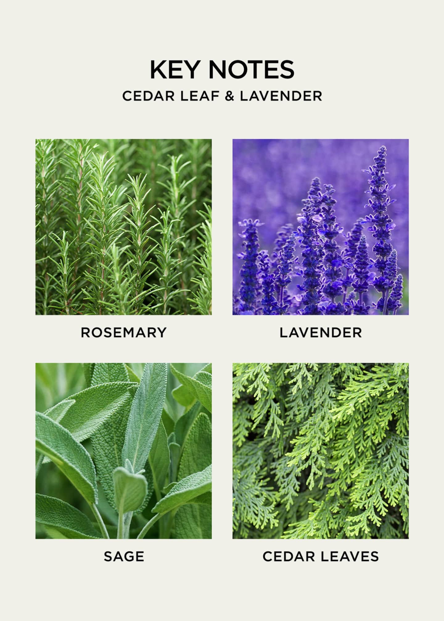 NEST New York Cedar Leaf & Lavender Liquid Soap, 10 oz. Image 5 of 5