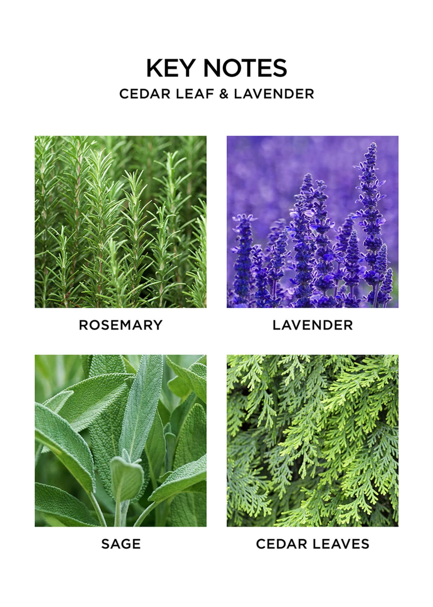 NEST New York Cedar Leaf & Lavender Reed Diffuser, 5.9 oz. Image 5 of 5