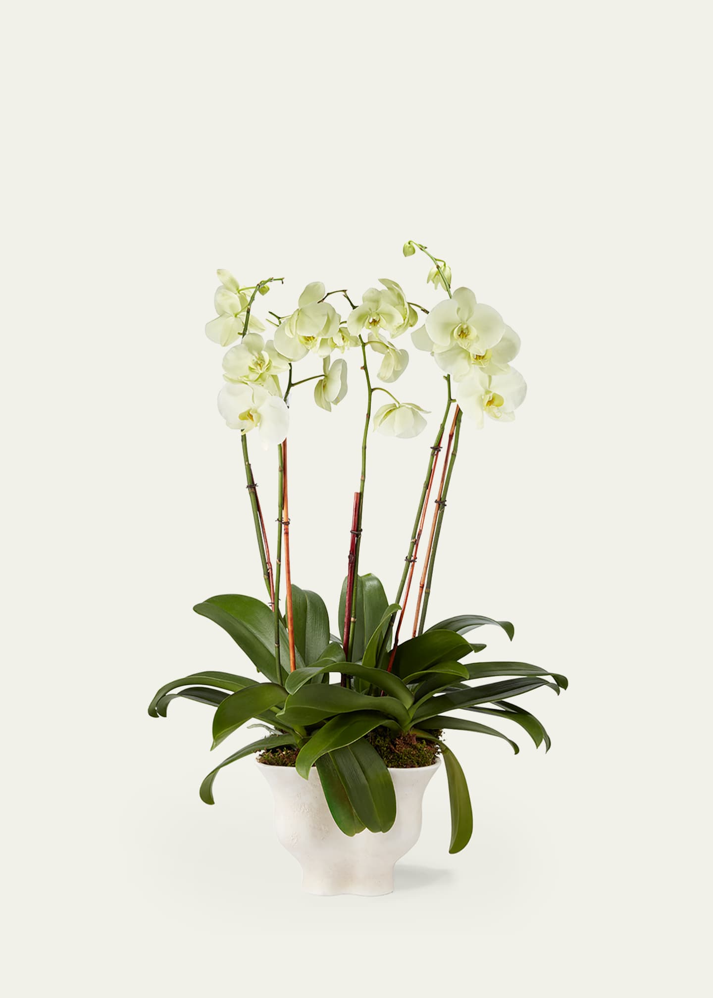 AERIN Corvo Cachepot Image 2 of 2