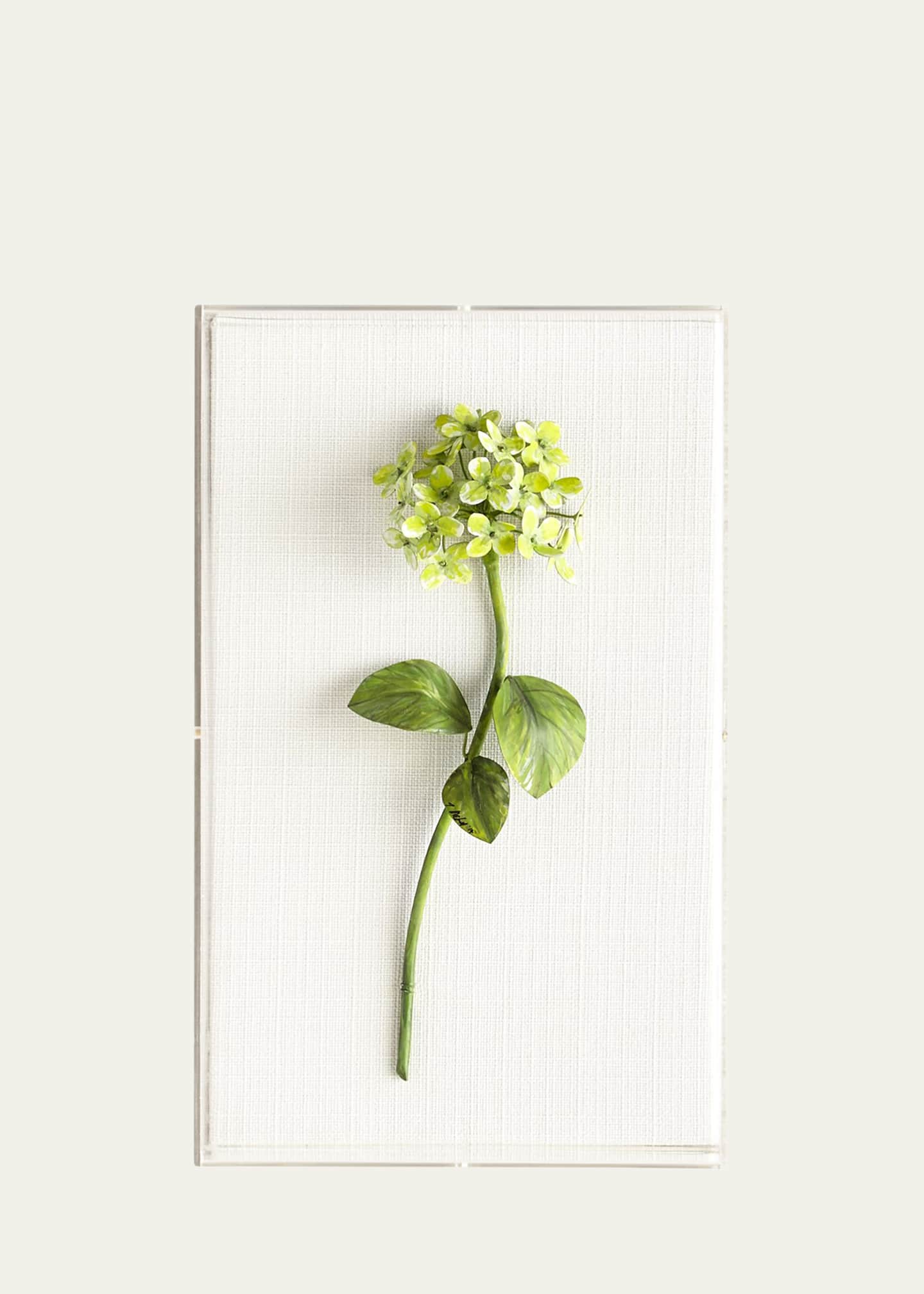 Tommy Mitchell Original Painted Hydrangea Study