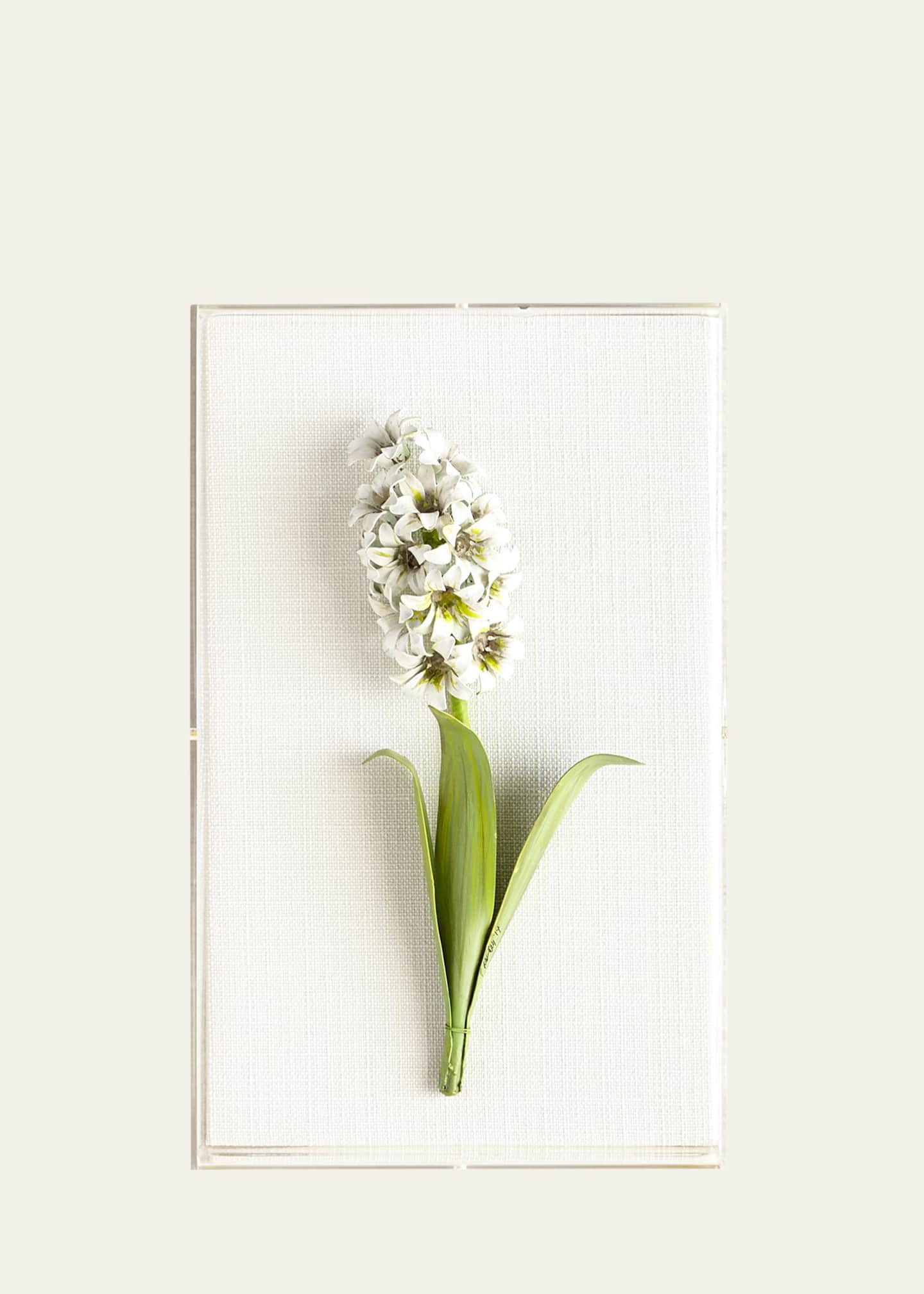 Tommy Mitchell Original Painted Hyacinth Study