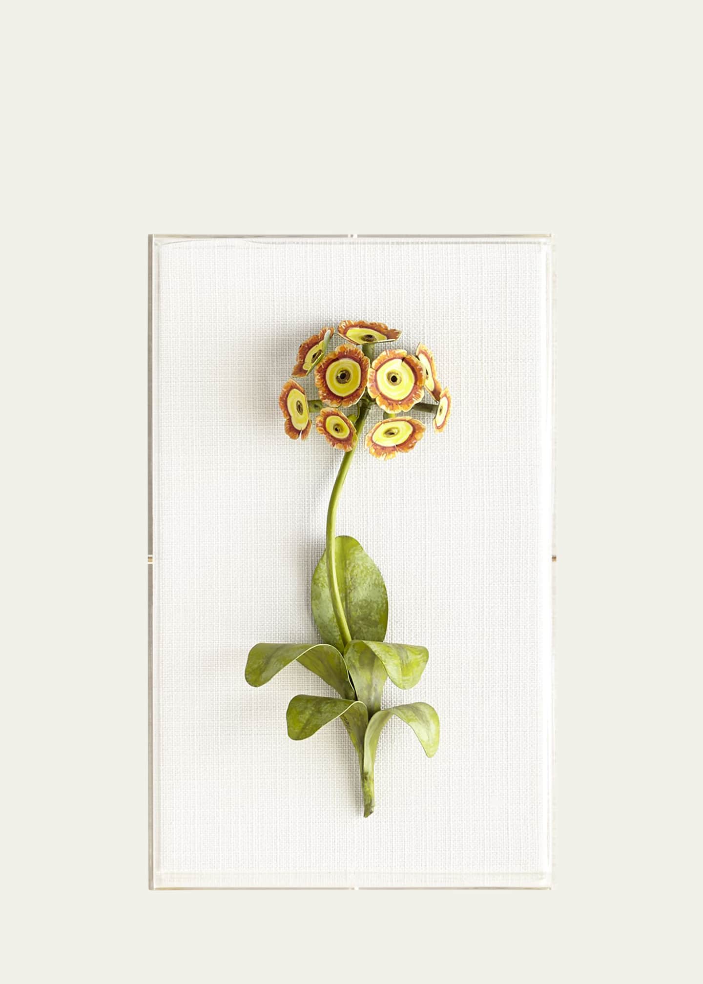 Tommy Mitchell Original Painted Auricula Study