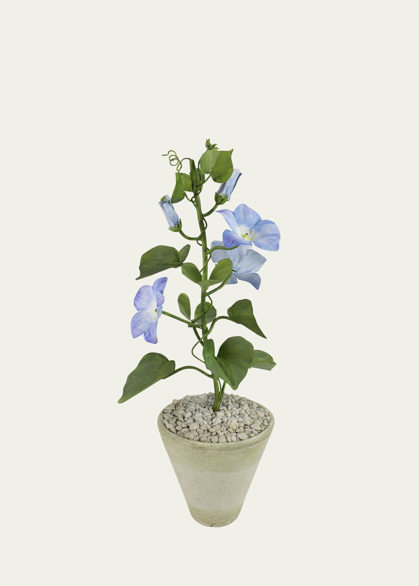 Tommy Mitchell Morning Glory September Birth Flower in White Terracotta Pot