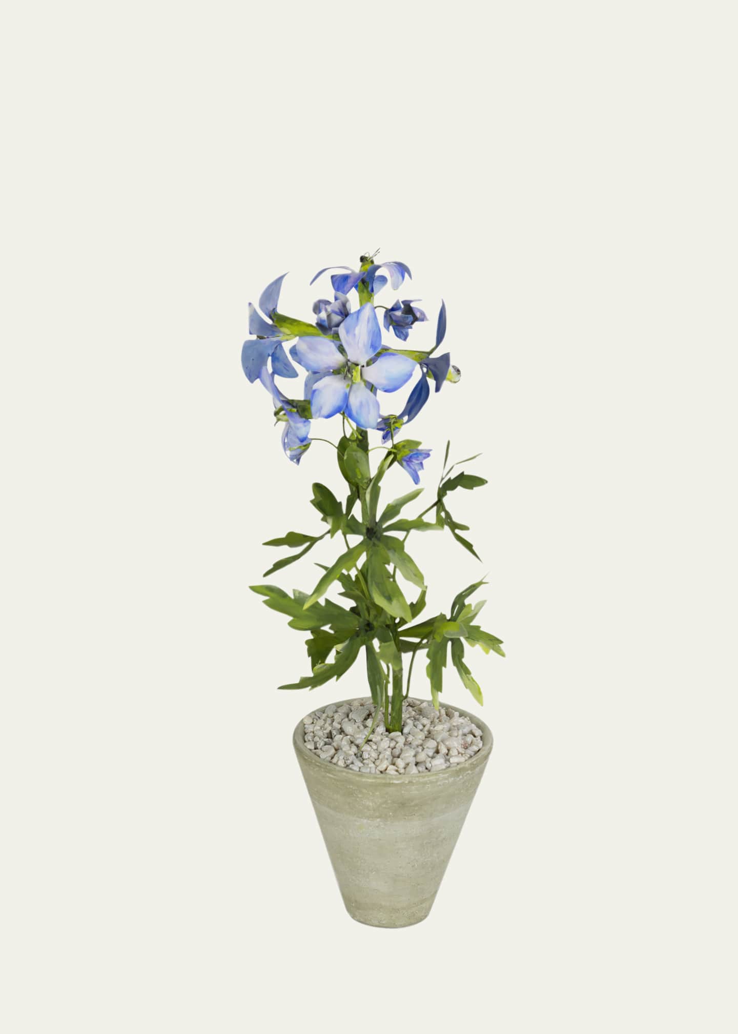 Tommy Mitchell Delphinium July Birth Flower in White Terracotta Pot