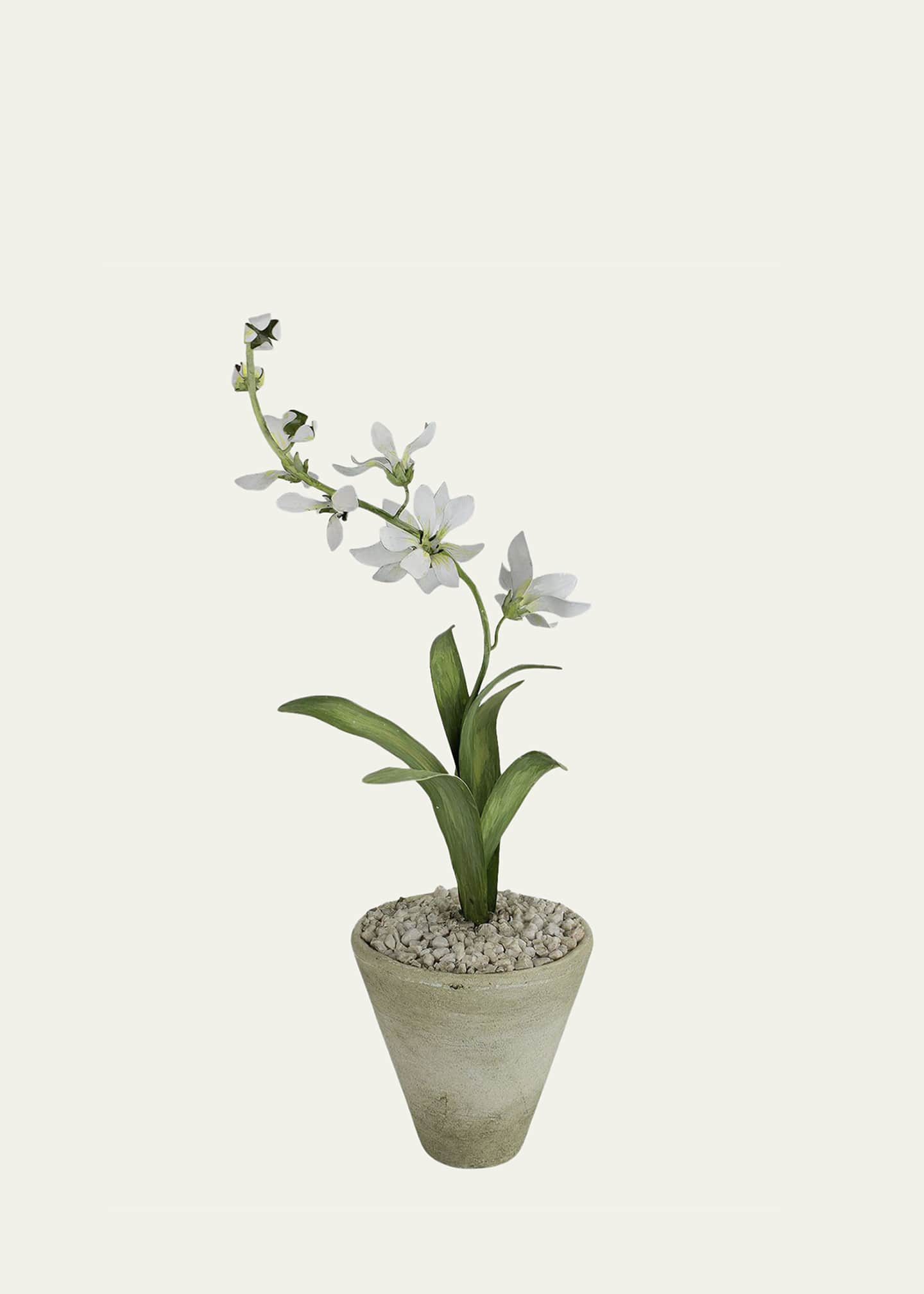 Tommy Mitchell Freesia March Birth Flower in White Terracotta Pot