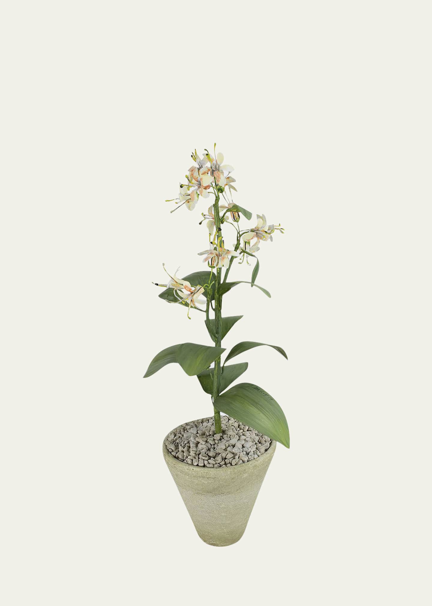 Tommy Mitchell Honeysuckle June Birth Flower in White Terracotta Pot