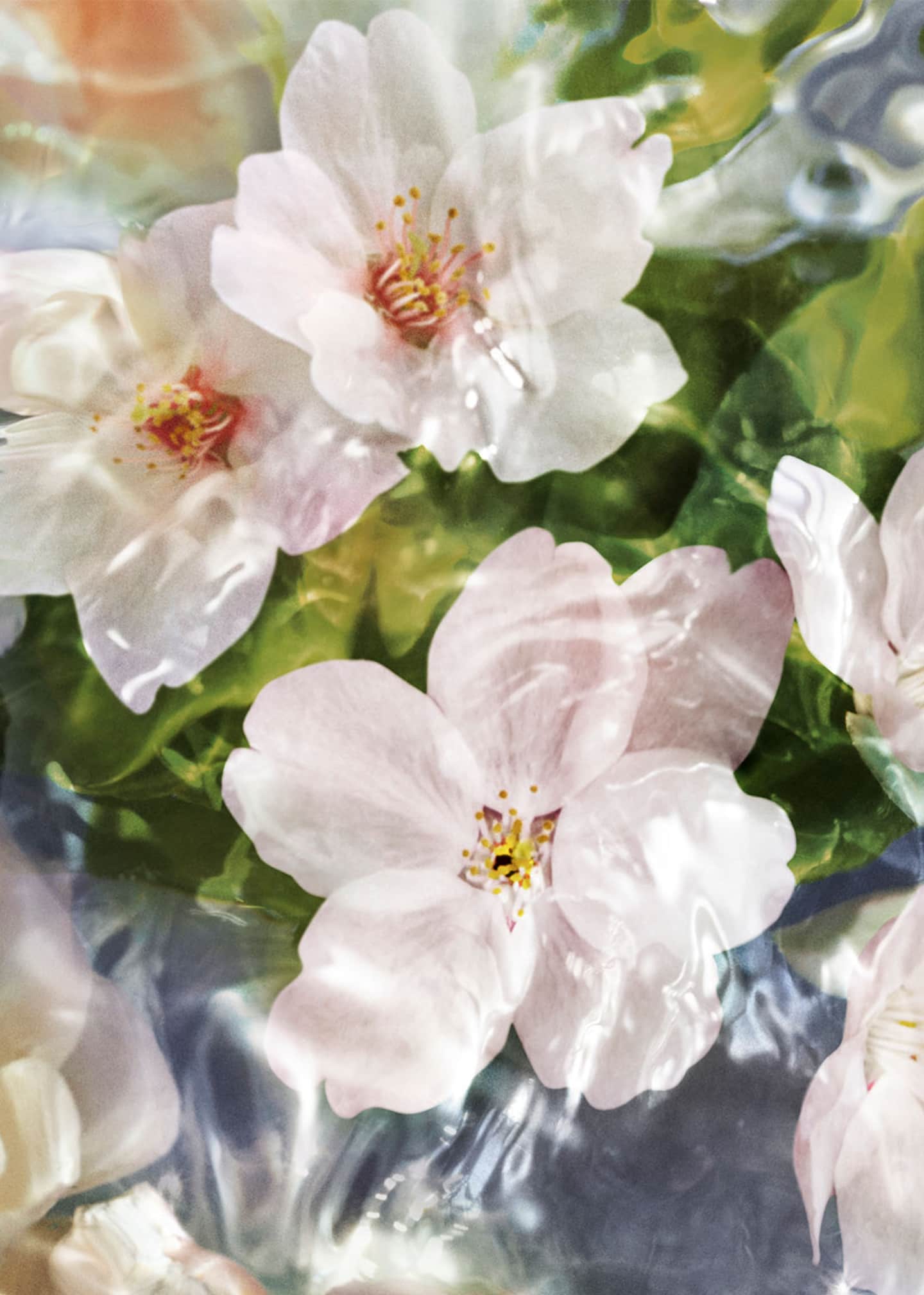 Guerlain Aqua Allegoria Flora Cherrysia Cherry Blossom Eau de Toilette, 4.2 oz. Image 2 of 5