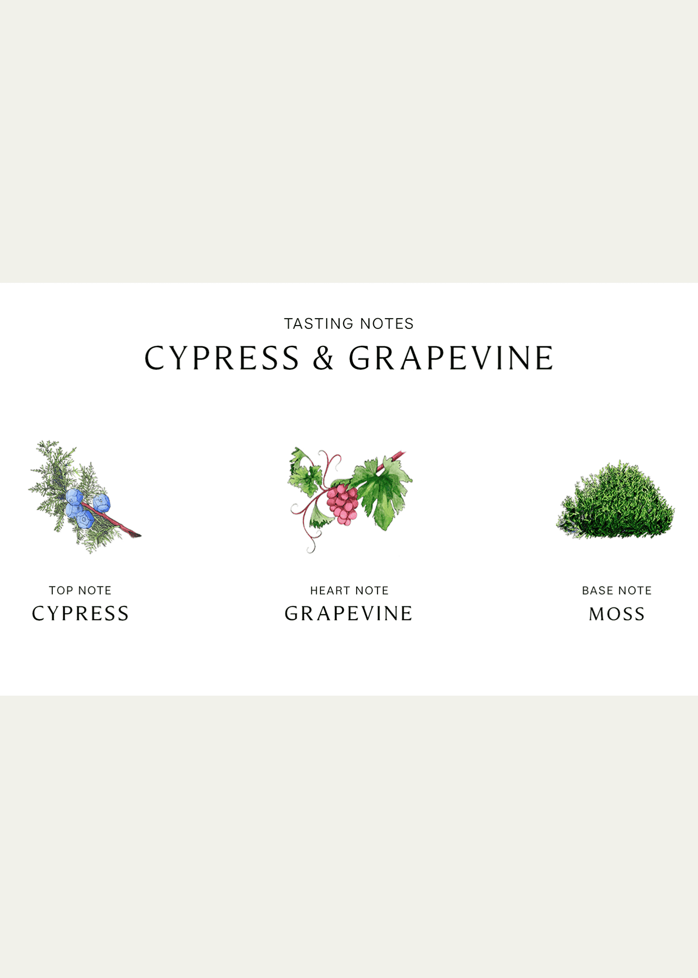 Jo Malone London Cypress and Grapevine Cologne Intense, 3.4 oz. Image 3 of 3