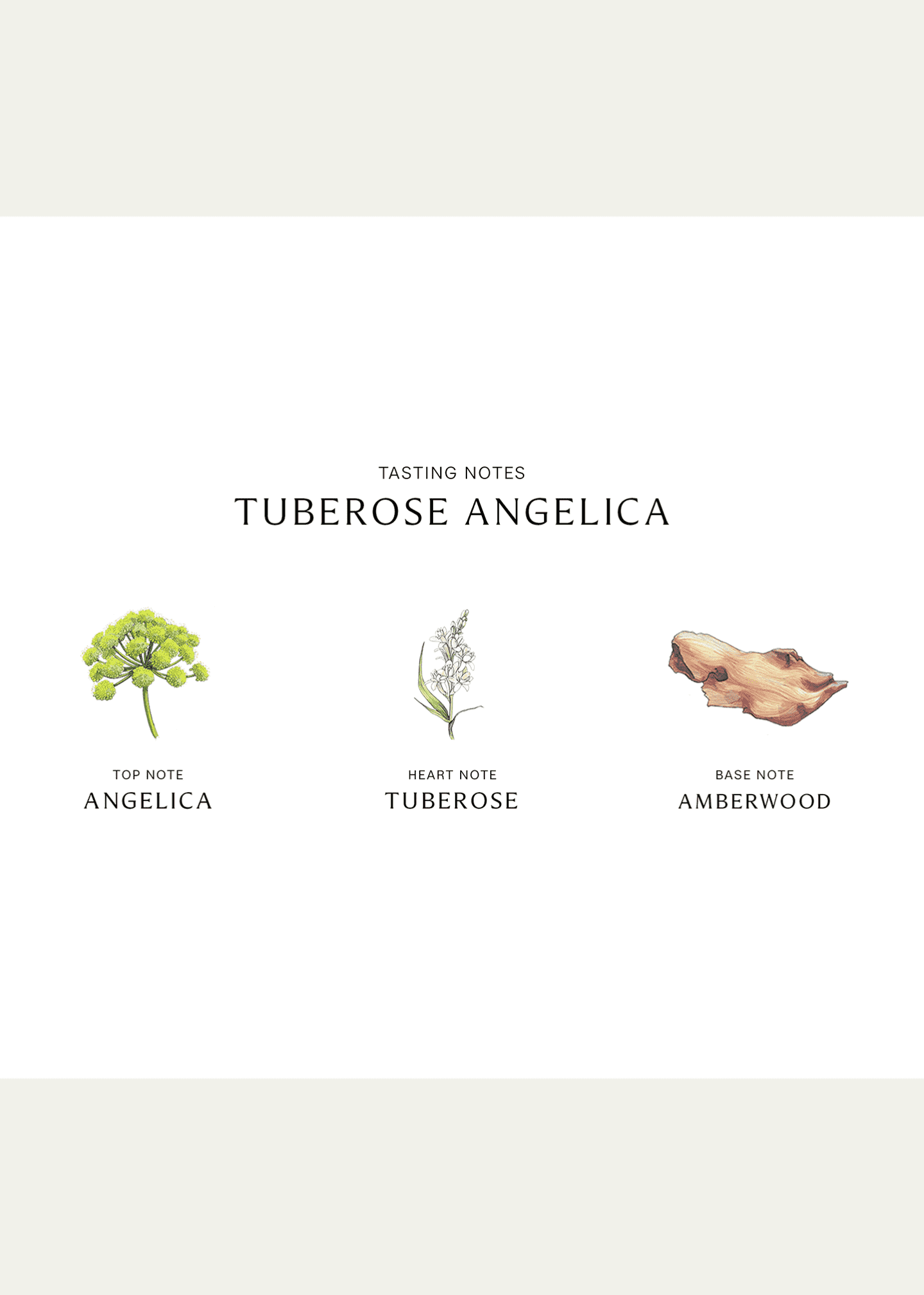 JO MALONE Tuberose Angelica コロン インテンス チューベローズ アンジェリカ コロン インテンス | ジョー