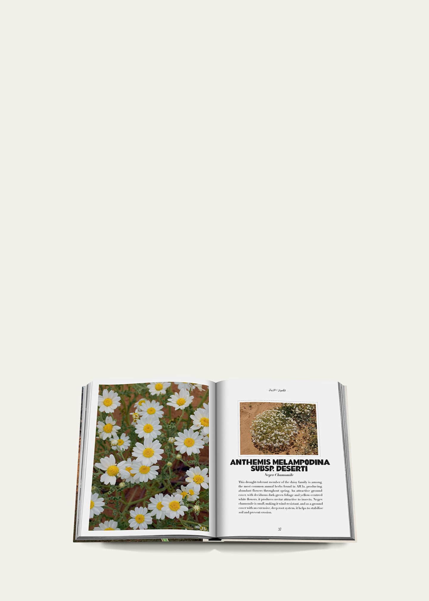 Assouline "AlUla Flora: A Botanical Treasure" Book by Abdulaziz Assaeed Image 6 of 6