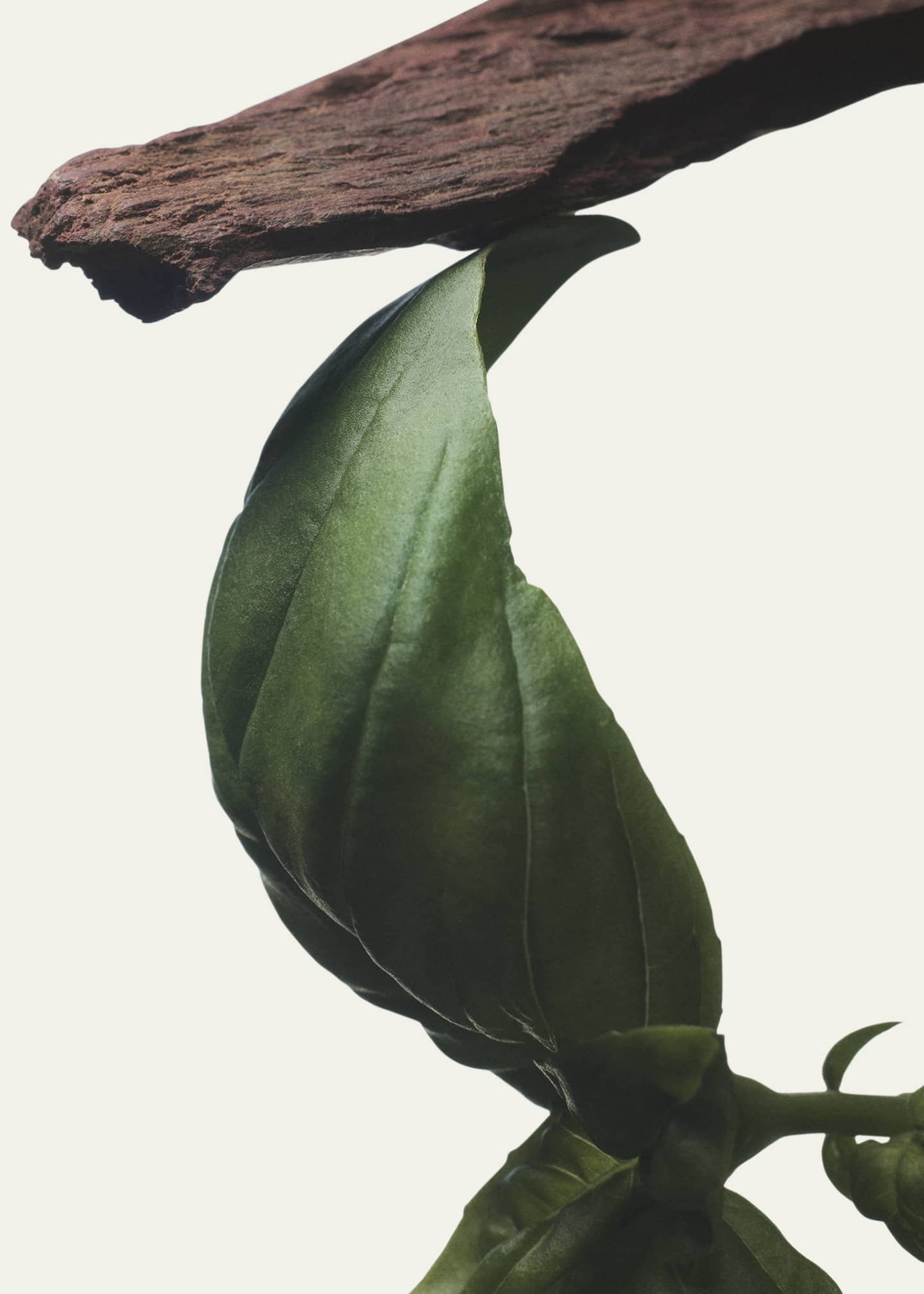 Dries Van Noten Crazy Basil Eau De Parfum, 100 mL Image 2 of 3
