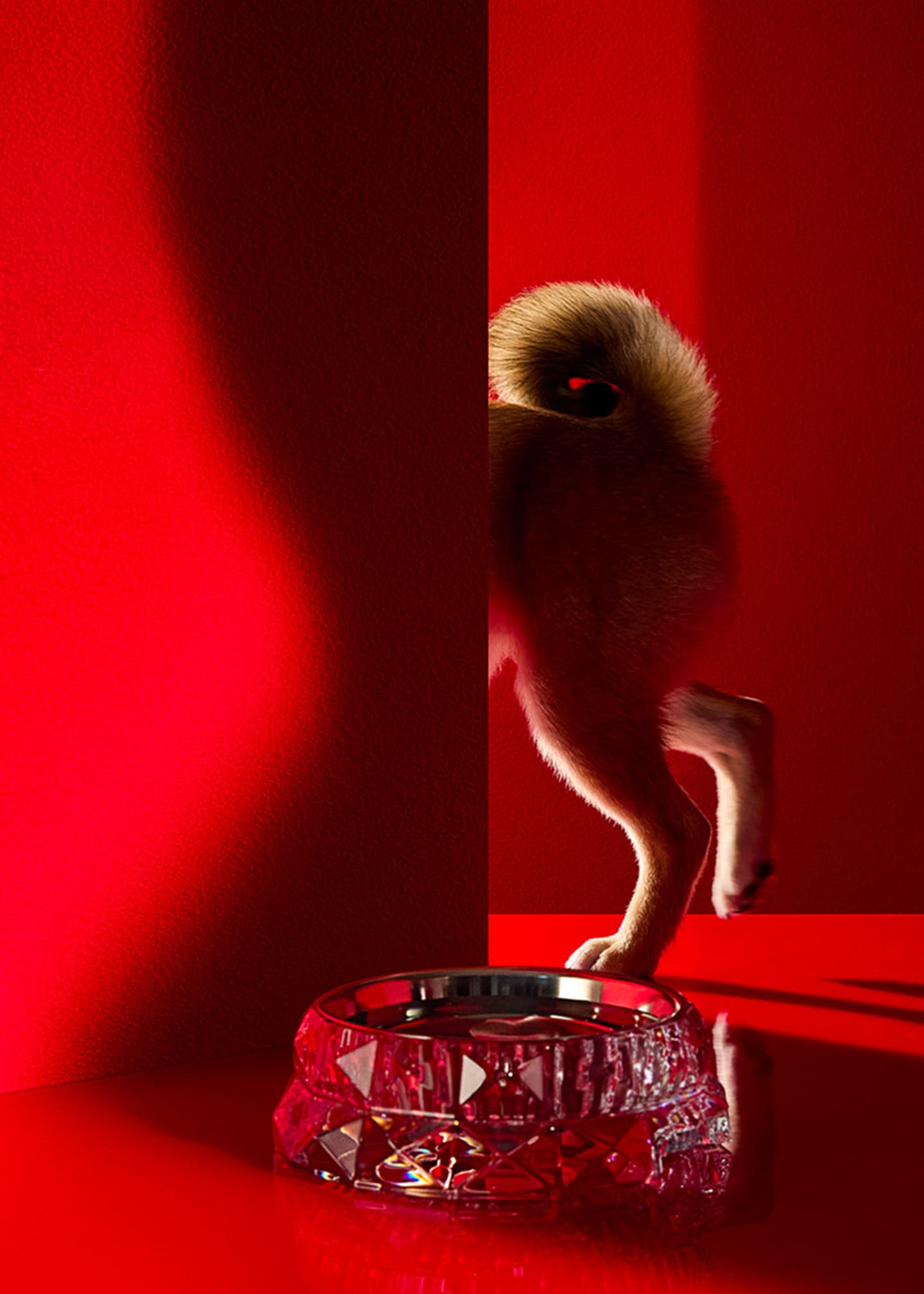 Baccarat Louxor Crystal Pet Bowl, Large - Bergdorf Goodman