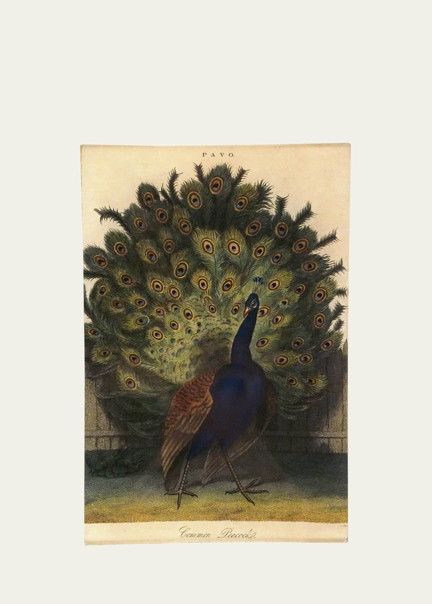 John Derian Common Peacock Trinket Tray, 6" x 9"