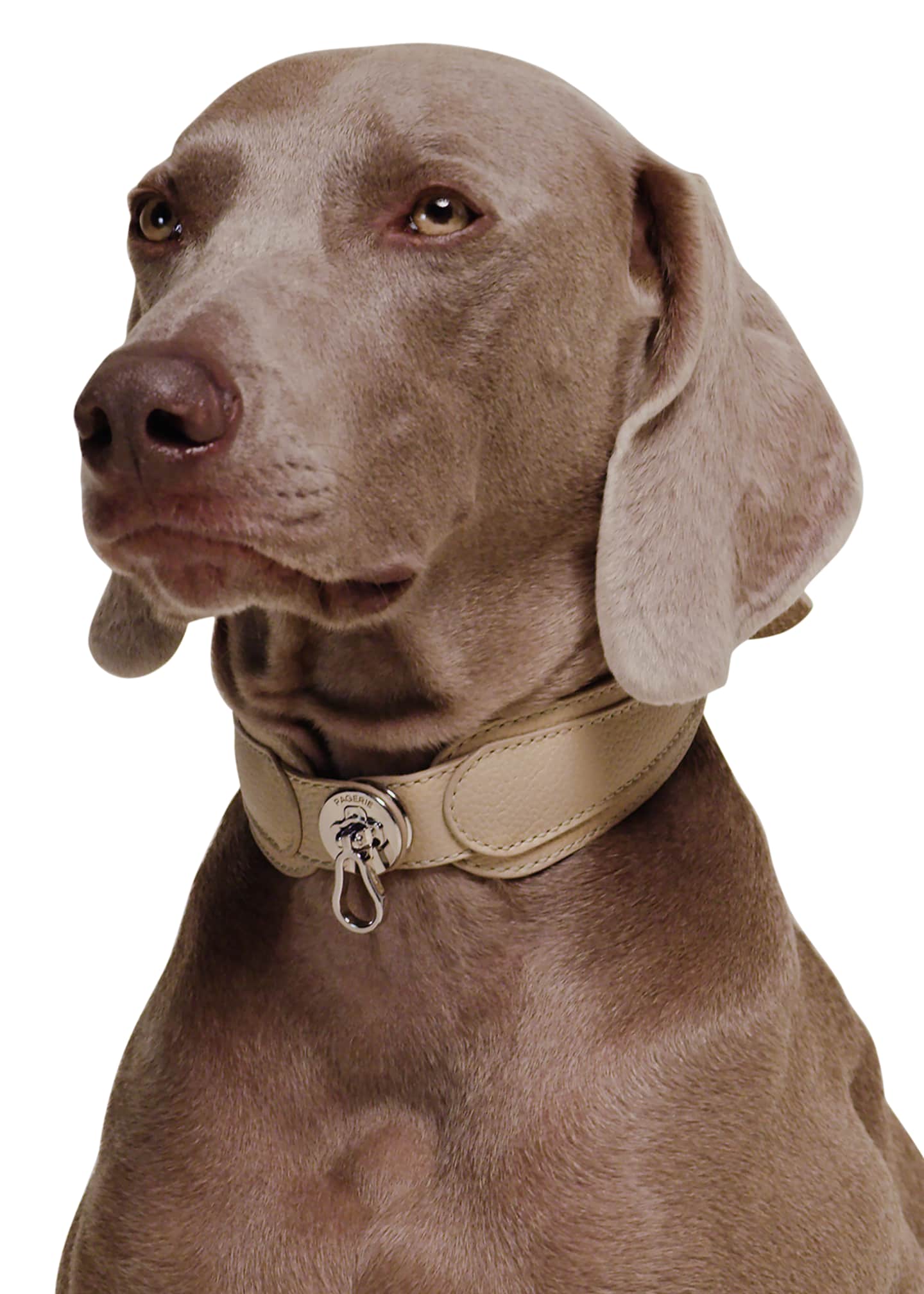 PAGERIE The Dorro Dog Collar Image 3 of 5