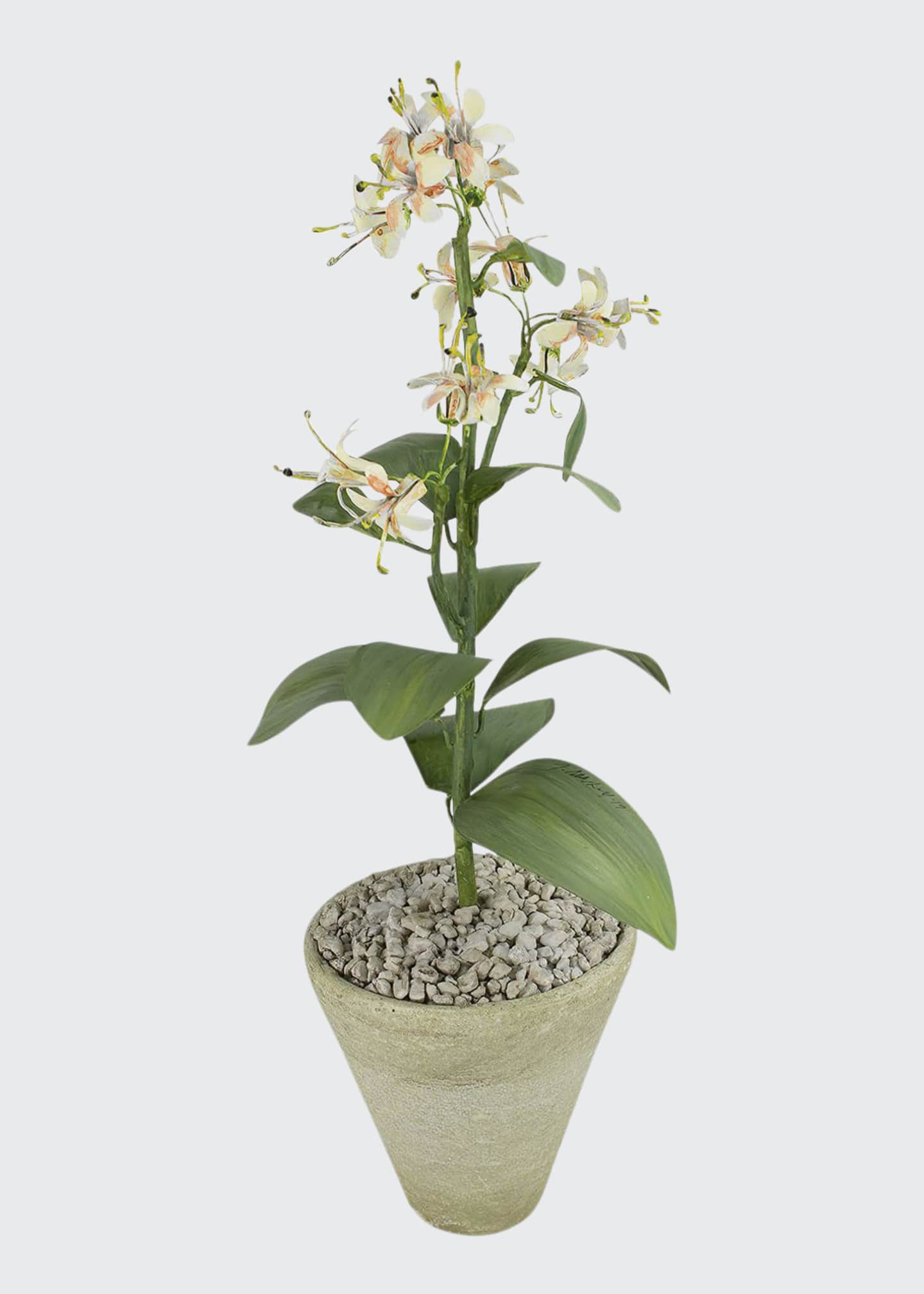 Tommy Mitchell Honeysuckle June Birth Flower in White Terracotta Pot
