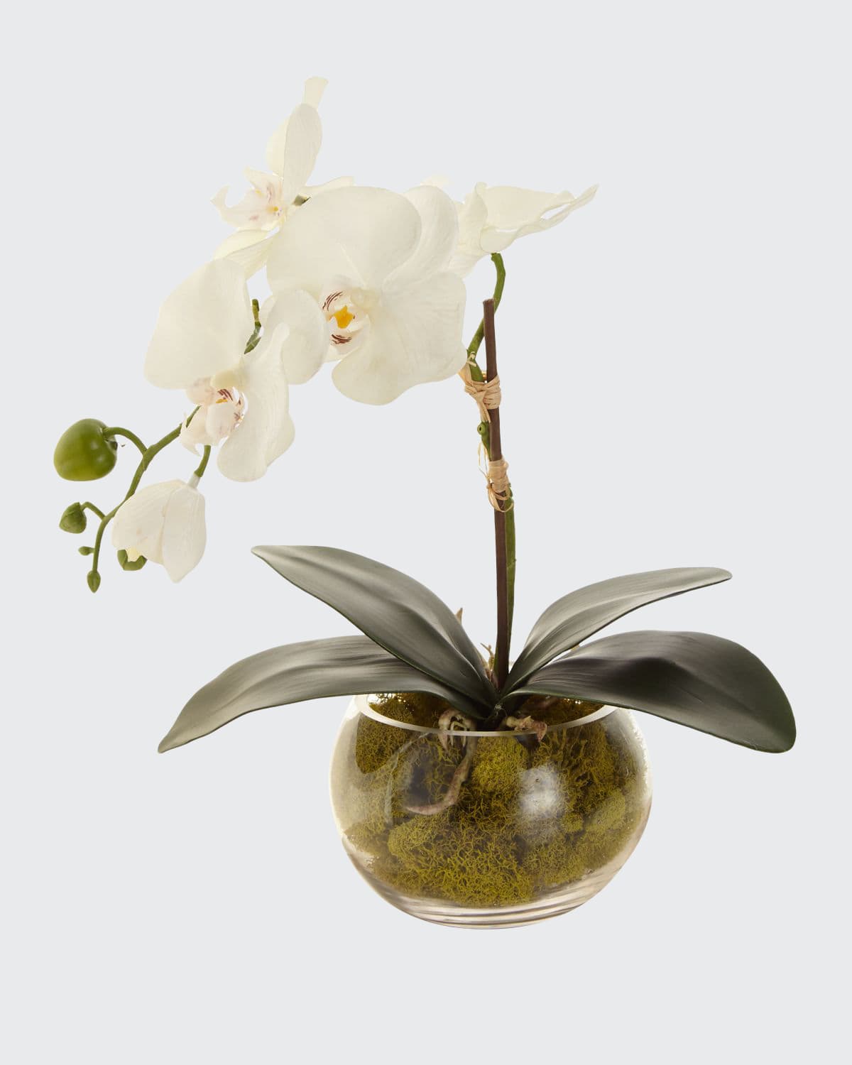 John-richard Collection Petite Orchid Phalaenopsis In White