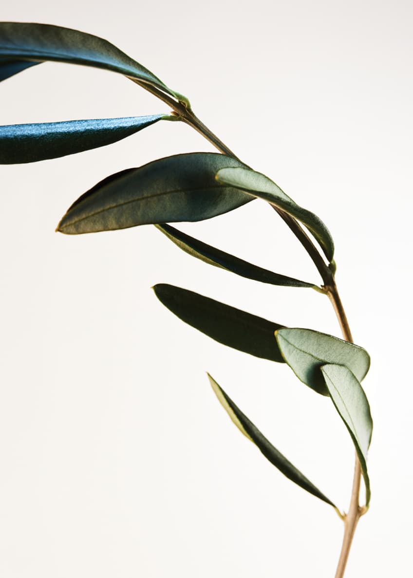 parco palladiano x eau de parfum