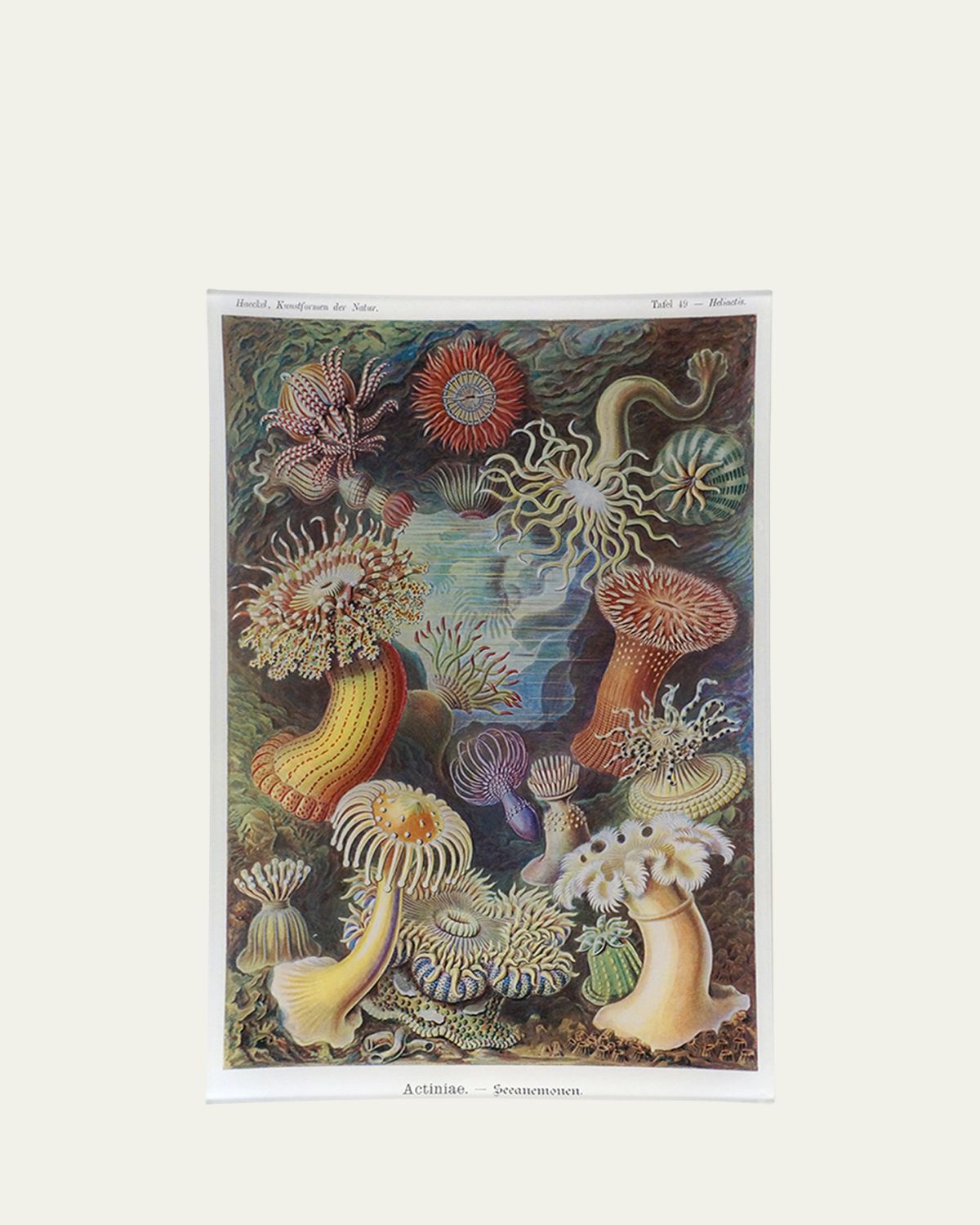 John Derian Sea Anemones Rectangular Tray - Women's Home